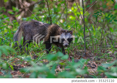 racoon dog in Danube Delta racoon dog in Danube Delta 35325110