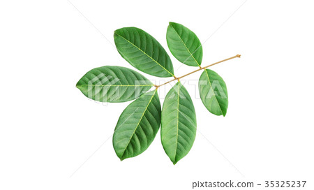 rambutan leaves on a white background. rambutan leaves on a white background. 35325237