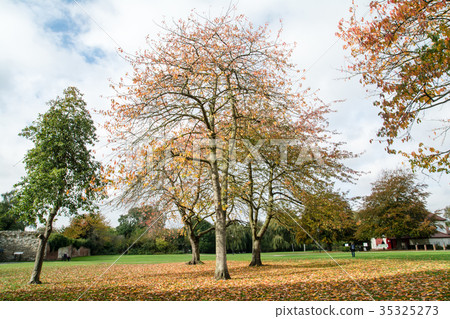 Autumn leaves trees and dead leaves fallen on the grass in a rural park outside England 35325273