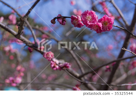 Plum blossoms and spring blue sky, Kyoto, Japan 35325544