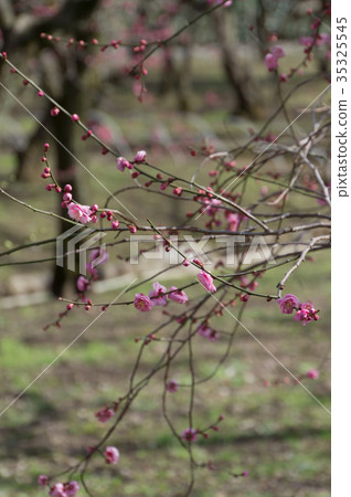 Spring Blue Sky and Plum Blossom, Kyoto, Japan 35325545
