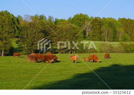 Scotland highland cows 35325612