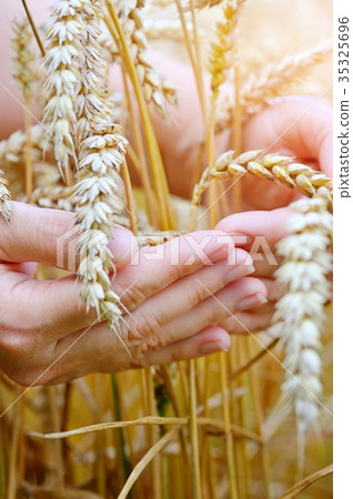 Woman hands with ears of wheat. Close-up 35325696