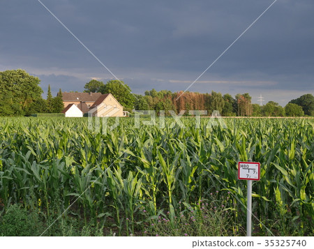 Cornfields outside of Künsebeck, Germany Cornfields outside of Künsebeck, Germany 35325740