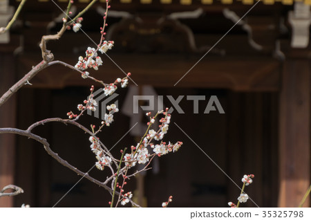 Ume flowers and spring sunshine, Kyoto, Japan 35325798