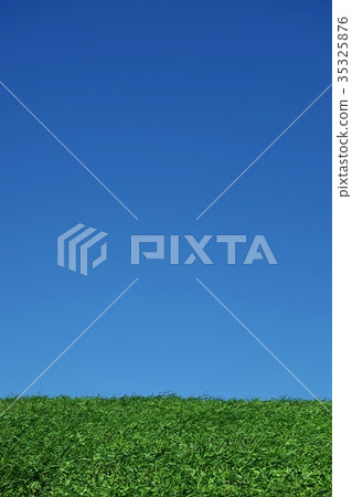 Meadow Meadow 35325876