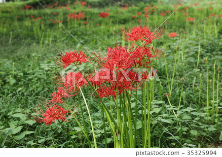 Keihin避難所的Higa buna 35325994