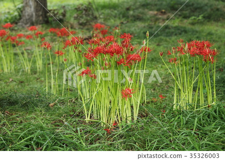 Higa buna of Keihin sanctuary 35326003