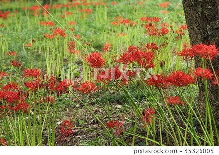 Keihin避難所的Higa buna 35326005