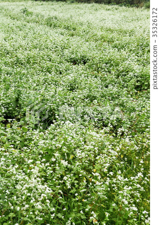 Buckwheat field of Takashima city 35326172