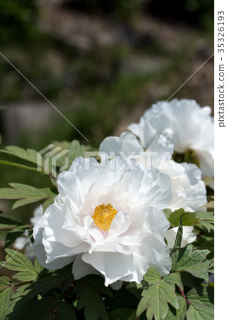 Close-up of a pale peony flower 35326193