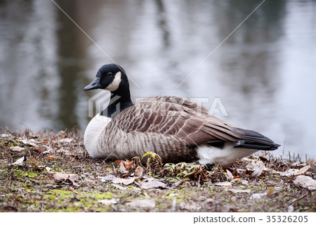 Canada goose bird 35326205