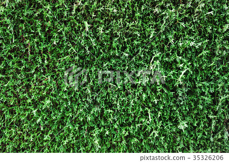 Background from an evergreen plant, pine, cypress. 35326206