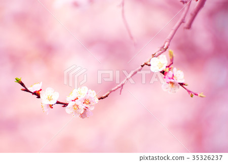 Apricot tree blossoms Apricot tree blossoms 35326237