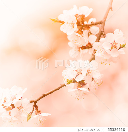 Apricot tree blossoms Apricot tree blossoms 35326238