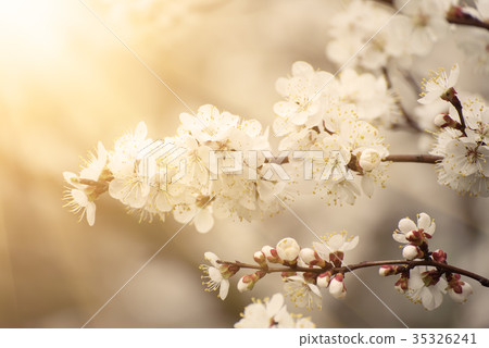 Apricot tree blossoms Apricot tree blossoms 35326241