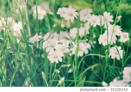 White spring flowers White spring flowers 35326242