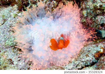 Spine Cheek Anemone Fish Spine Cheek Anemone Fish 35326324