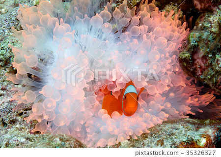 Spine Cheek Anemone Fish Spine Cheek Anemone Fish 35326327