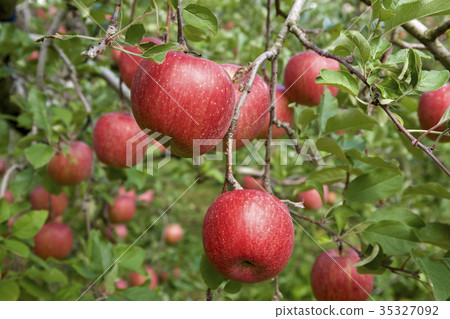 Orchard apple (Shinano sweet) Orchard apple (Shinano sweet) 35327092