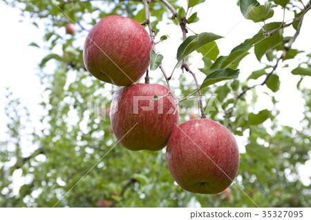 Orchard apple (Shinano sweet) 35327095
