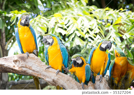 Blue and yellow macaw, Ara ararauna 35327204