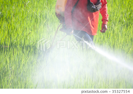 farmer spraying pesticide in the rice field farmer spraying pesticide in the rice field 35327554