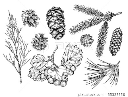 Set of hand drawn plants 35327558