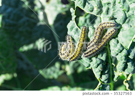 Caterpillars attacks kale Caterpillars attacks kale 35327563