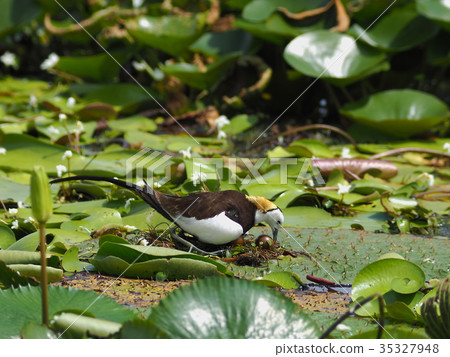 水雉 35327948