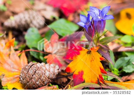 秋天的森林 秋天的森林 35328582