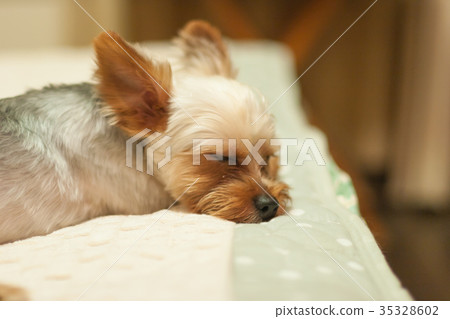 約克夏梗 35328602