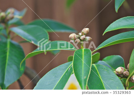 A bowl of Taiwan wander A bowl of Taiwan wander 35329363