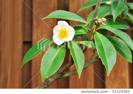 White Taiwanetsu flower White Taiwanetsu flower 35329365