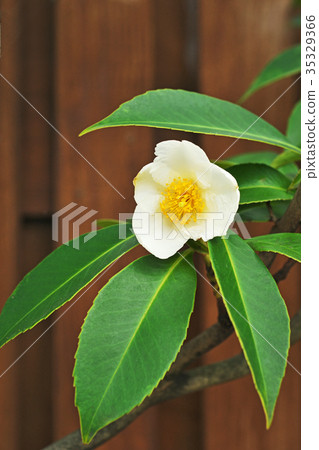 白色台灣花 35329366