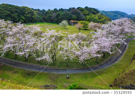 名古屋城堡廢墟的佐倉佐賀唐津 名古屋城堡廢墟的佐倉佐賀唐津 35329593