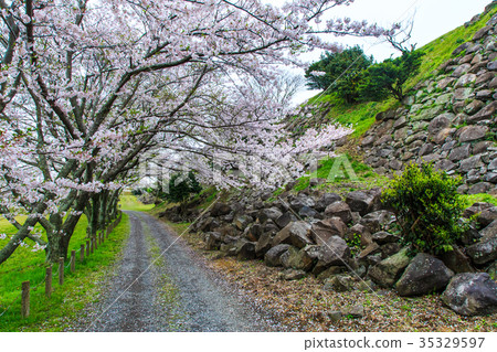 名古屋城堡廢墟的佐倉佐賀唐津 35329597