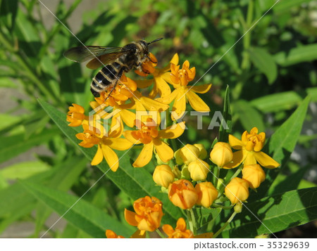 Yellow flower and Himehara Nagabachi bee 35329639