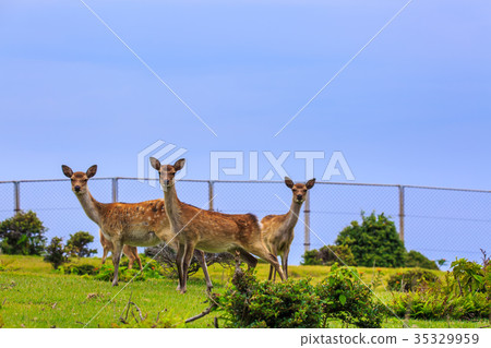 Nozaki Island Wild Park and Wild Deer Small Value Islands Goto Islands 35329959