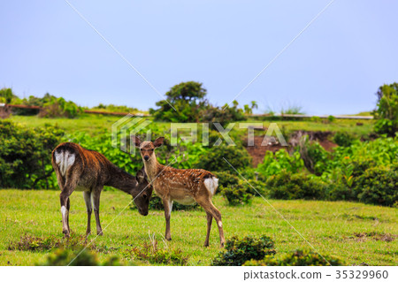 Nozaki Island Wild Park and Wild Deer Small Value Islands Goto Islands 35329960