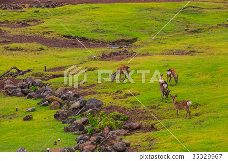 Nozaki Island Wild Park and Wild Deer Small Value Islands Goto Islands 35329967