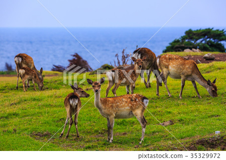 Nozaki Island Wild Park and Wild Deer Small Value Islands Goto Islands 35329972
