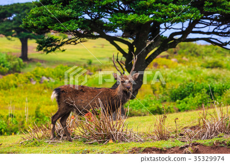 Nozaki Island Wild Park and Wild Deer Small Value Islands Goto Islands 35329974