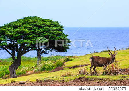 Nozaki Island Wild Park and Wild Deer Small Value Islands Goto Islands 35329975