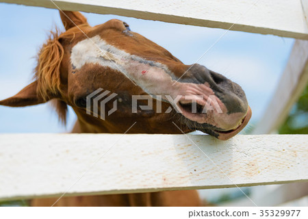 Thoroughbred 35329977