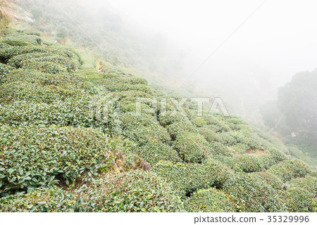Tea fields Xi Ping Town, Anxi County, Fujian Province, China 35329996