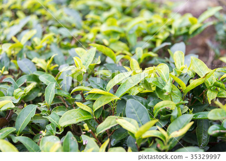 Tea fields Xi Ping Town, Anxi County, Fujian Province, China Tea fields Xi Ping Town, Anxi County, Fujian Province, China 35329997