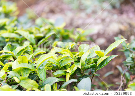 Tea fields Xi Ping Town, Anxi County, Fujian Province, China Tea fields Xi Ping Town, Anxi County, Fujian Province, China 35329998