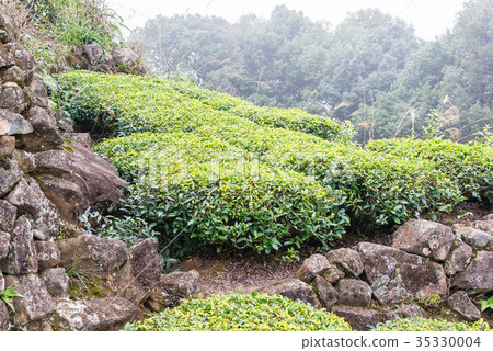中國福建省安溪縣西平鎮茶園 35330004