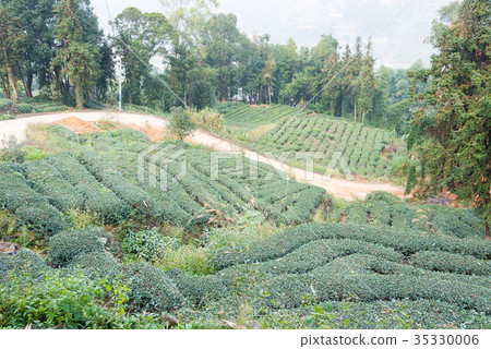 中國福建省安溪縣西平鎮茶園 中國福建省安溪縣西平鎮茶園 35330006